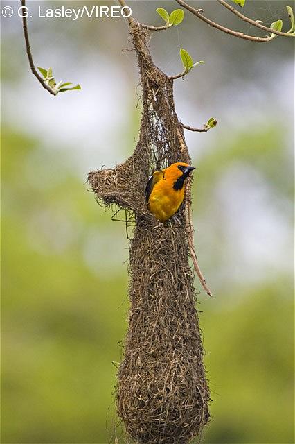 what-birds-make-hanging-nests